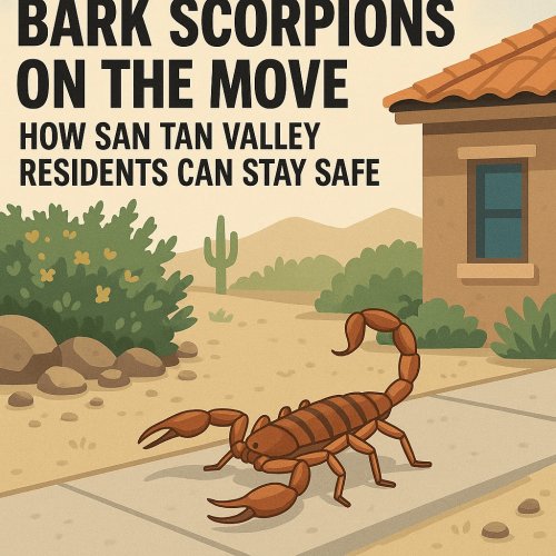 Bark Scorpions in San Tan Valley