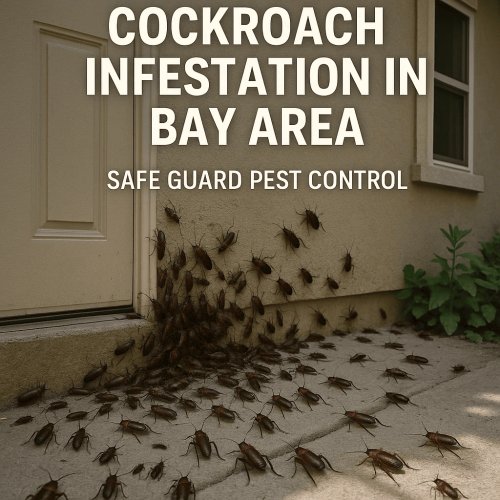 Turkestan Cockroach Infestation in Bay Area